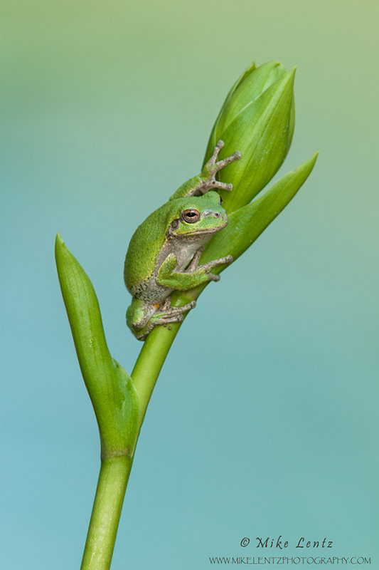 Tree Frog on Hosta plant bythe lake 