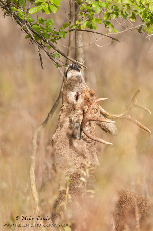 White-tail scent glanding a tree 