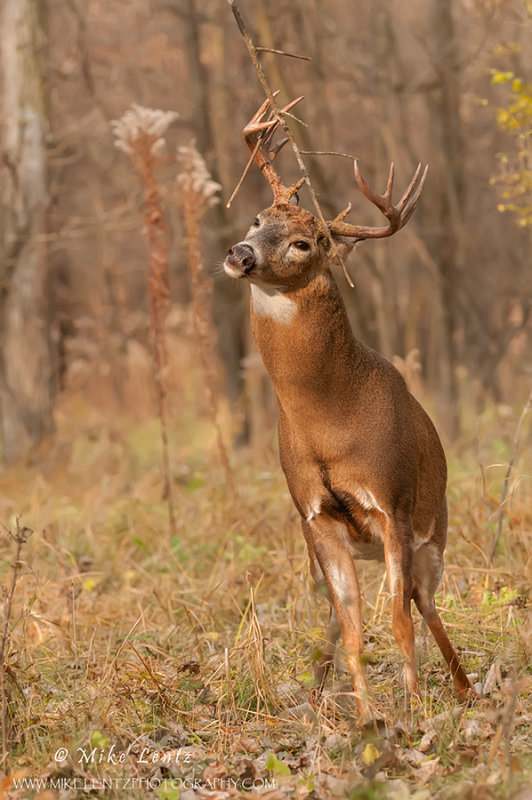 Buck scent glanding on a tree limb