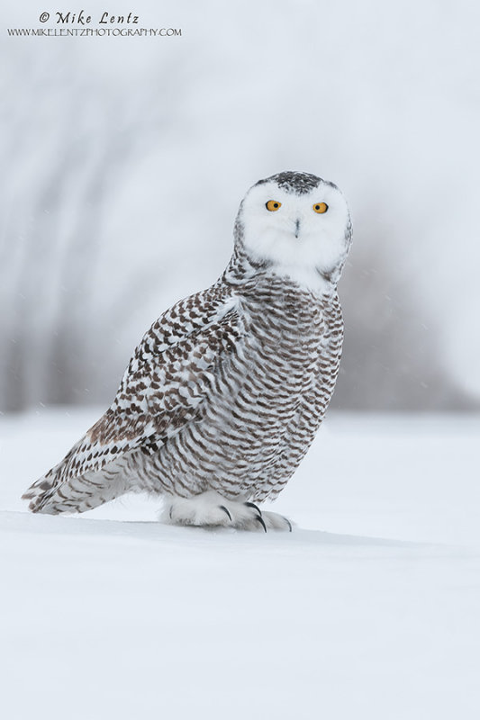 Snowy Owl on a sheet of snow