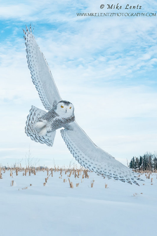Snowy Owl wings wide 