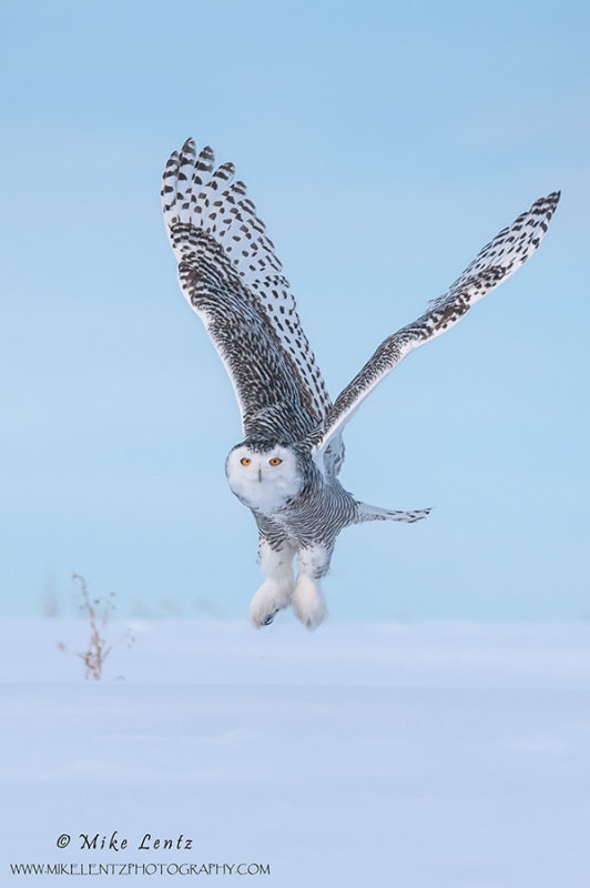 Snowy Owl V formation