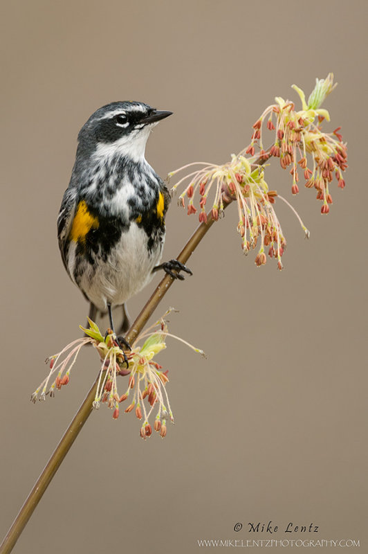 Yellow rumped warbler 