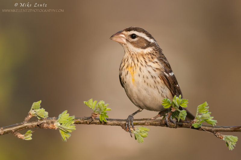 Rose-Breasted Grosbeak (female) 