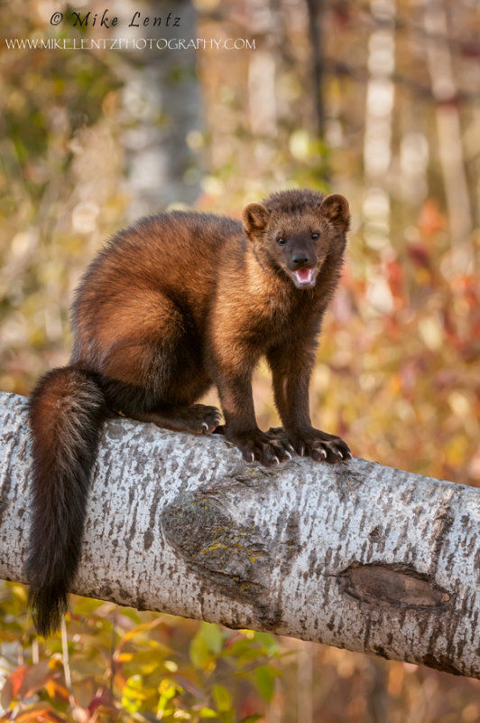 Fisher on birch tree