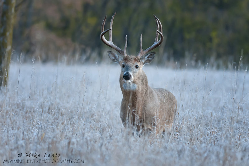 Bruiser in rut with swollen neck
