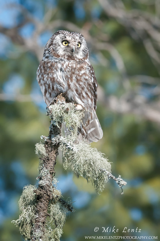 Boreal Owl high on perch