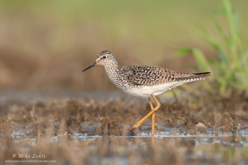 Greater Yellowlegs in soft scene