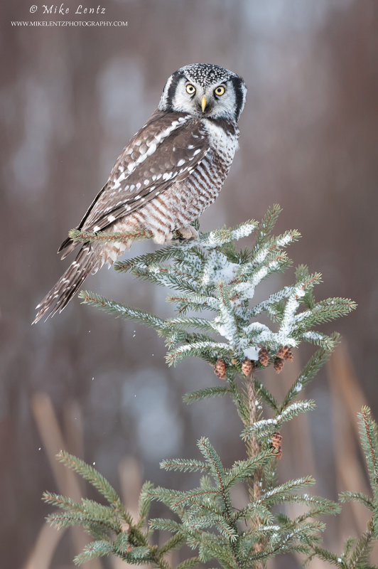 Northern Hawk owl winter scene