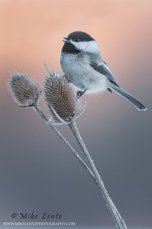Black-capped chickadee on Teasel