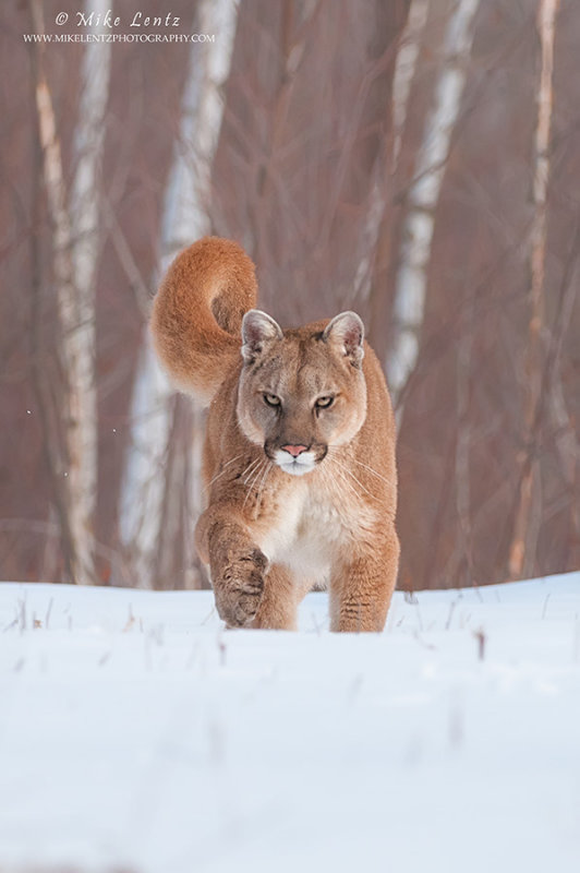 Cougar incoming!