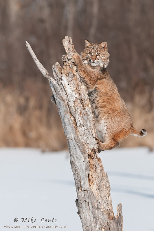 Bobcat climbs up dead stump