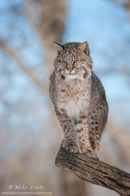 Bobcat on tree 