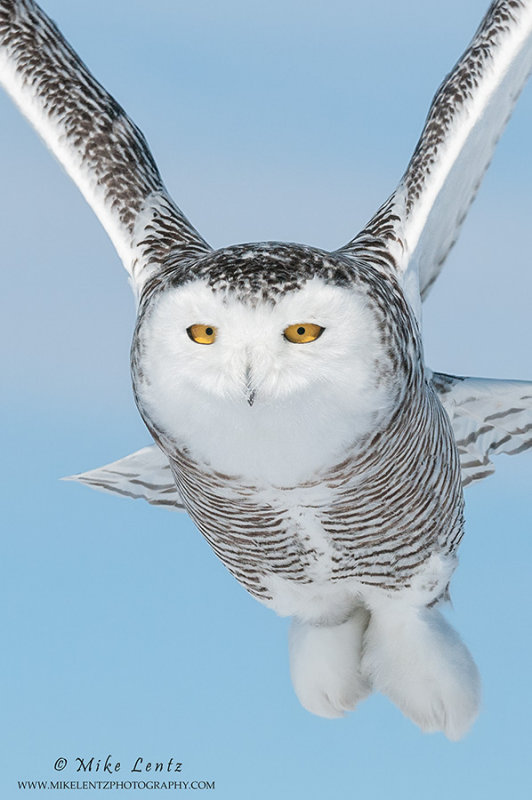 Snowy owl in the kitchen