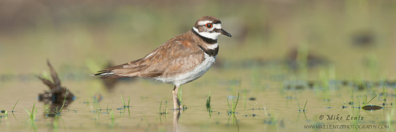 Killdeer (pano)