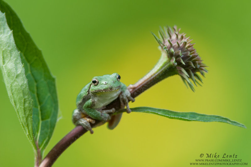 Tree frog on emerging Cone Flower