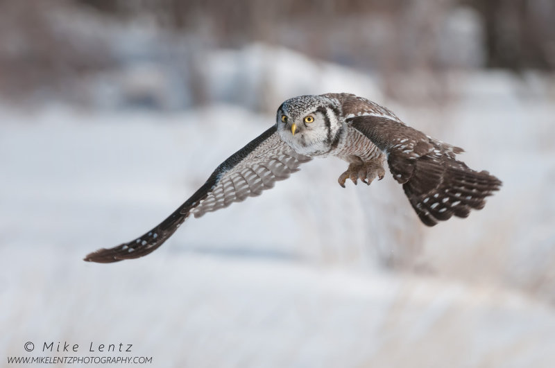 Northern Hawk Owl talons down in flight