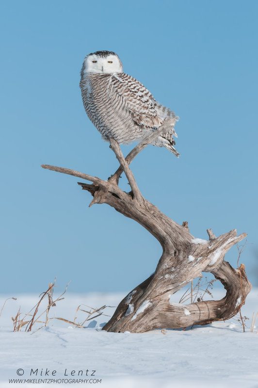 Snowy Owl on scraggly old log