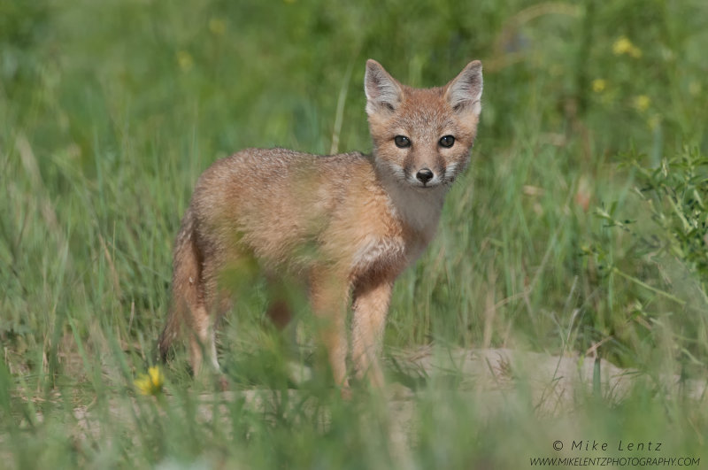 Swift Fox kit out from the den