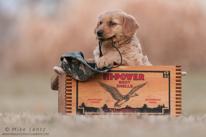 Carlie in shell box