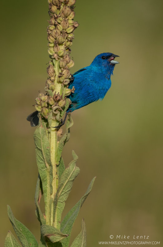 Indigo Bunting sings on Mullien