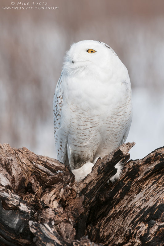 Snowy owl on burnt log