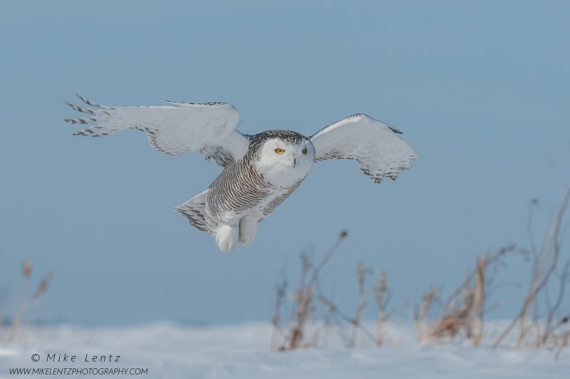 Snowy Owl flies just above snow