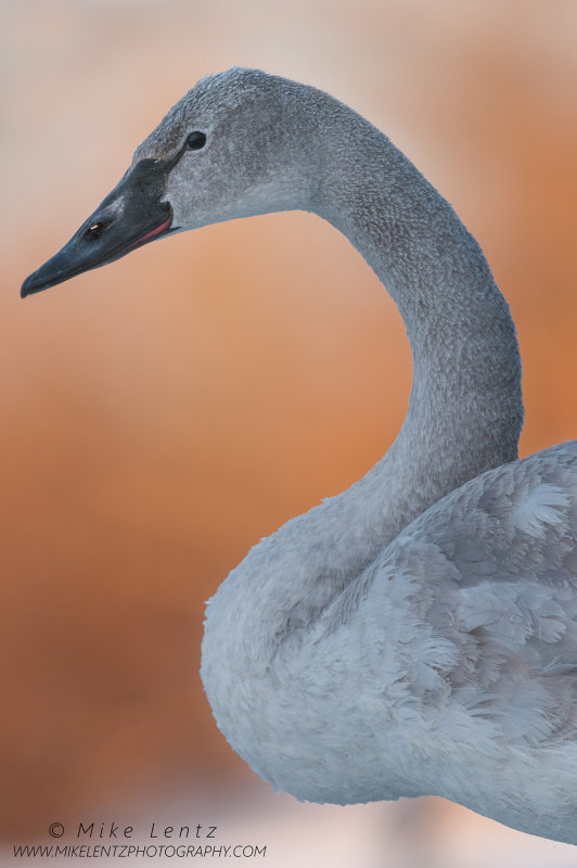 Trumpeter Swan tight portrait
