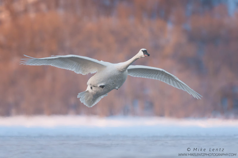 Trumpeter Swan wings wide flyby