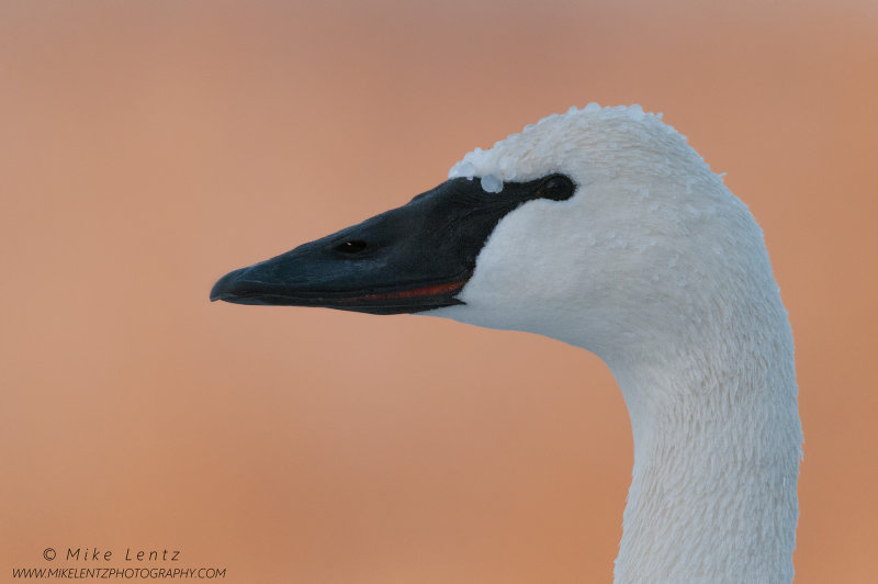 Trumpeter Swan head shot portrait