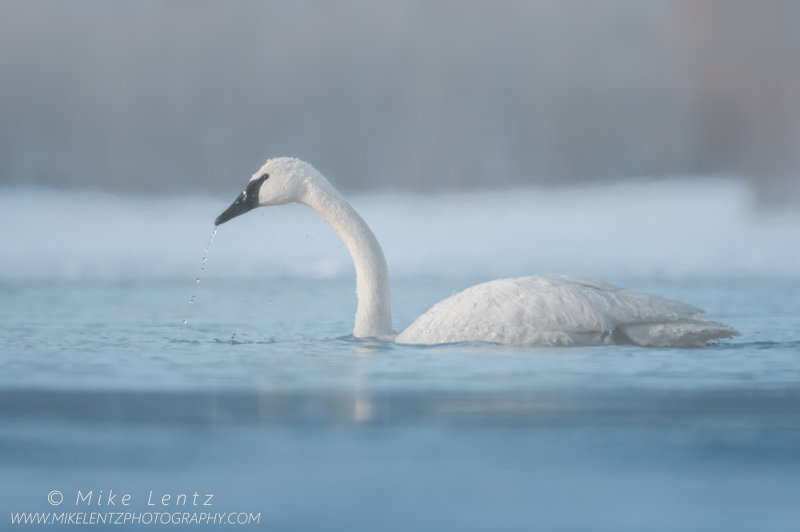 Trumpeter Swan water drip in the fog