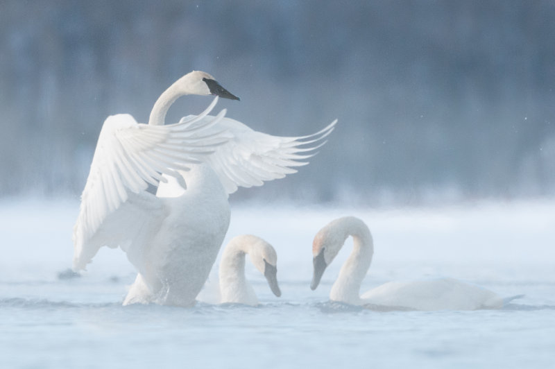 Wings over swan partners