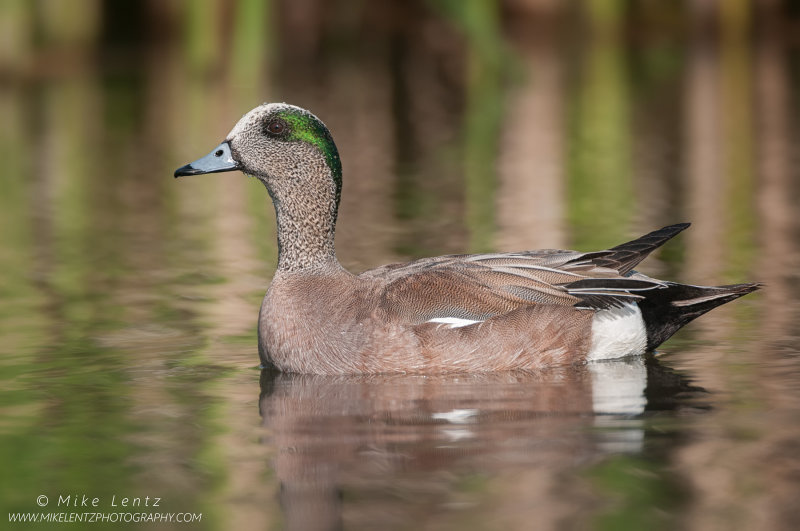 American Wigeon portrait