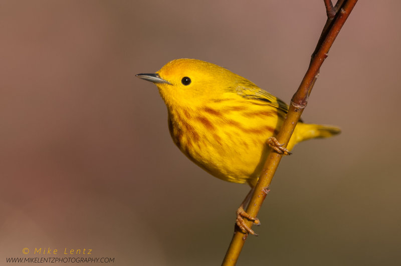 Yellow warbler on dogwood stick