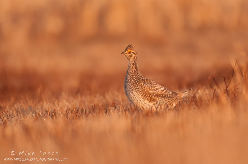 Sharp-tailed grouse (female) near Lek