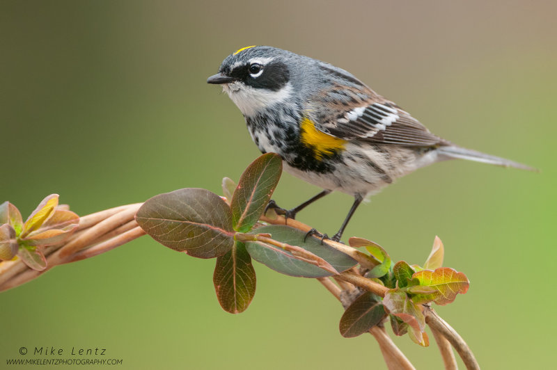 Yellow-rumped warbler on emerging vine