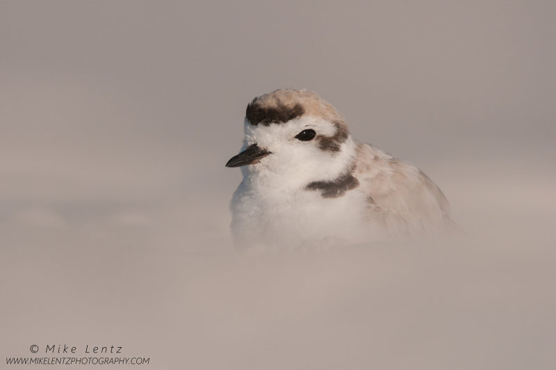 Snowy Plover sand dunes blur