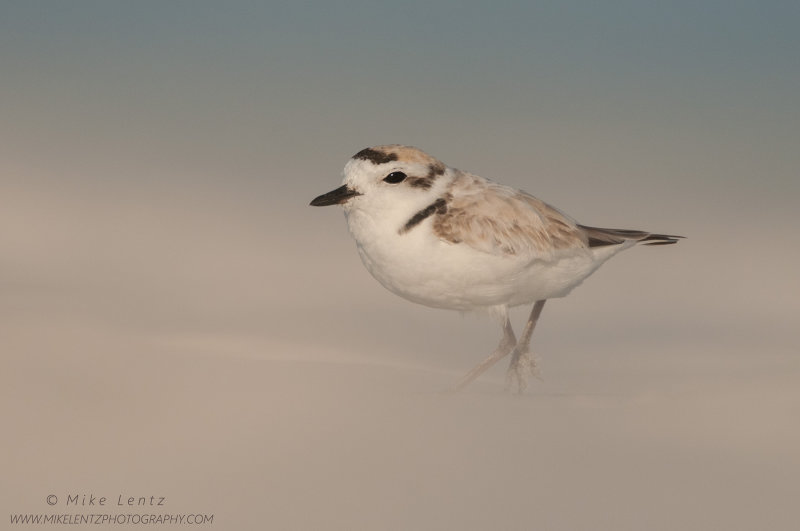 Snowy Plover dreamy sand dunes