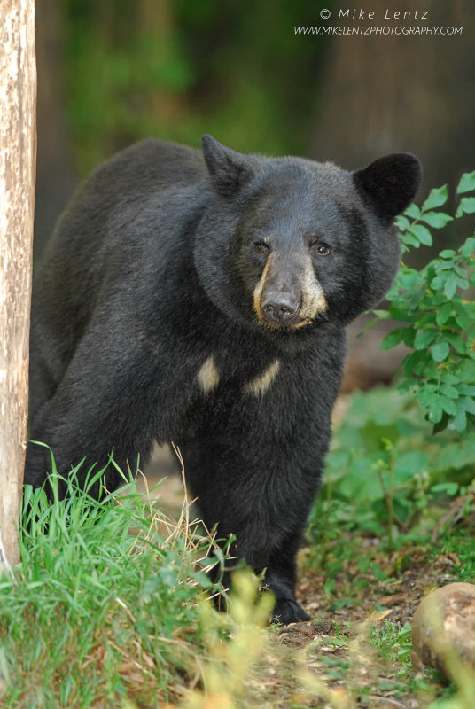 Black Bear strolling in
