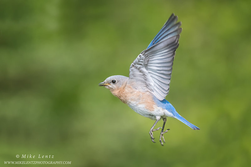 Bluebird female in flight