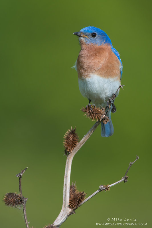 Bluebird on Burdock