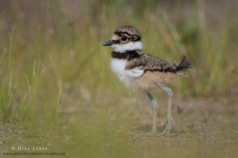 Killdeer baby portrait in grasses