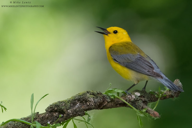 Prothonotary Warbler blasts away