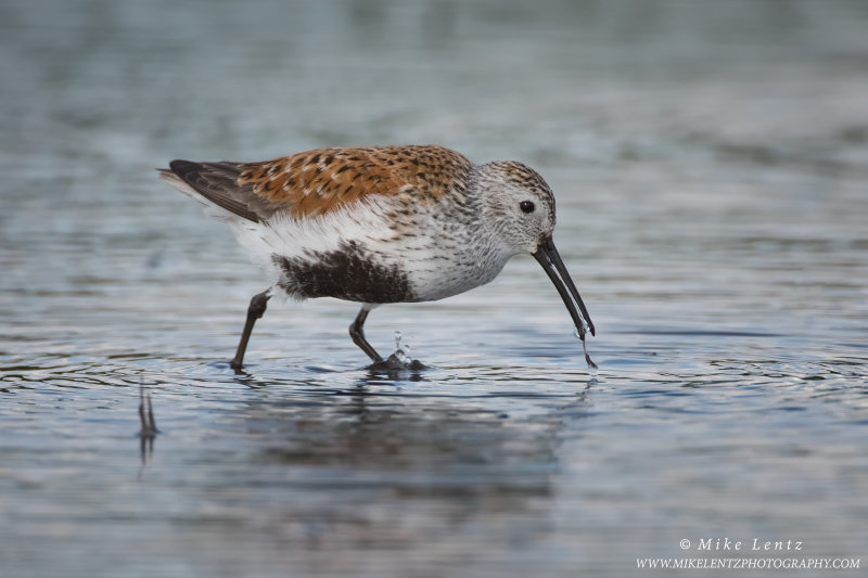 Dunlin eating