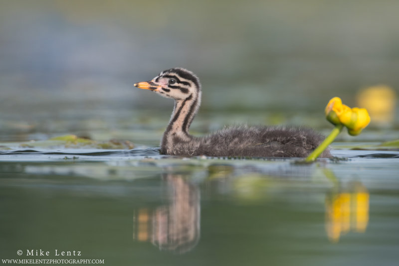 Red-necked grebe baby in flowers