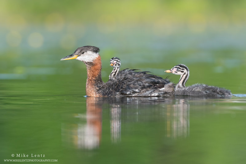 Red necked Grebes and babies in yellow