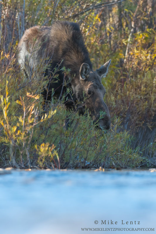 Moose Cow eye level in river
