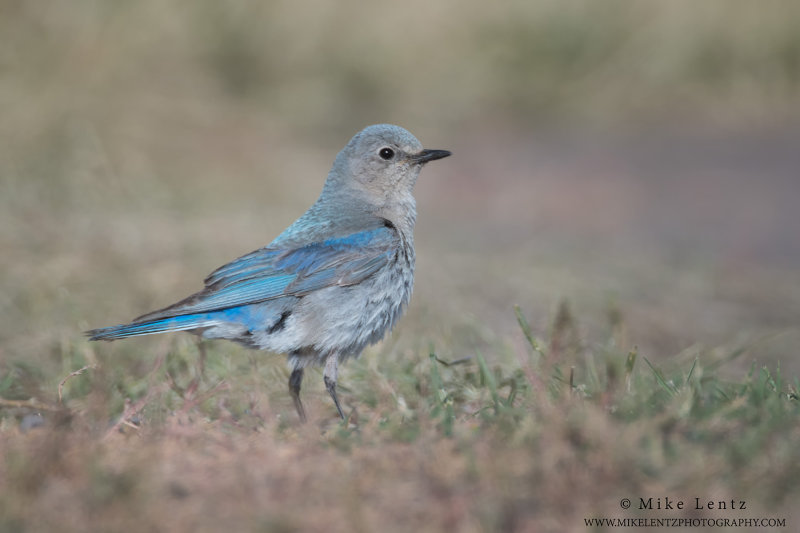 Mountain Bluebird on Grass