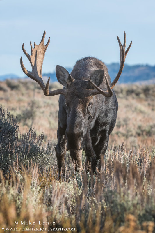 Moose bull straight on