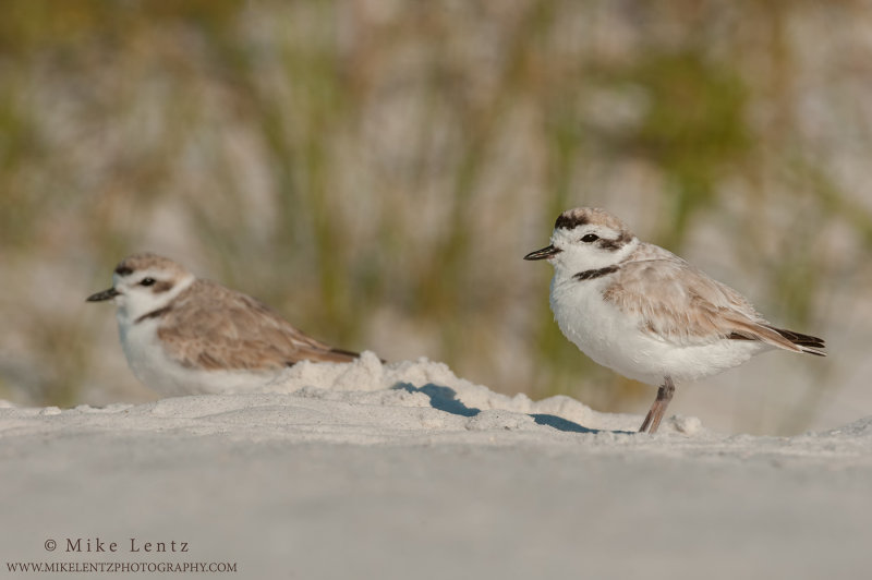 Snowy Plover pair in sand